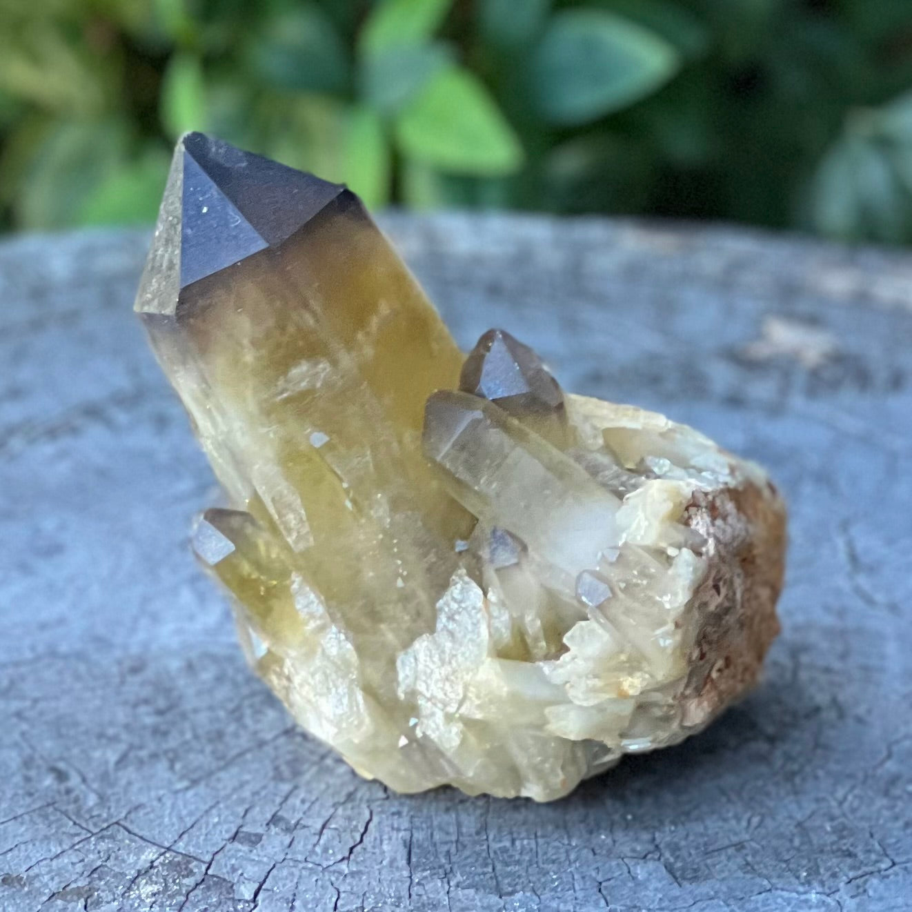 Smoky Citrine ~ Raw Point with Clusters