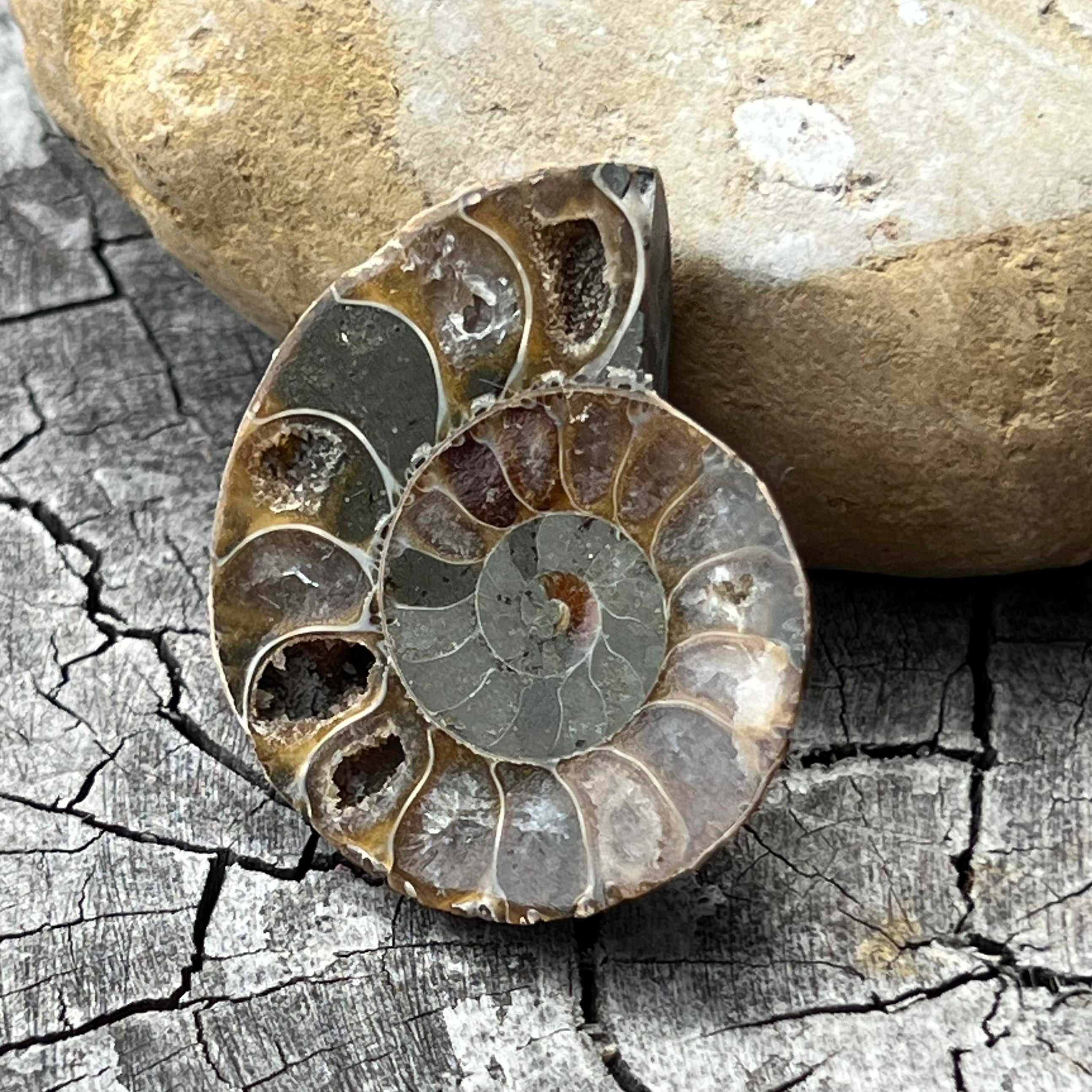 Ammonite Fossil ~ 2
