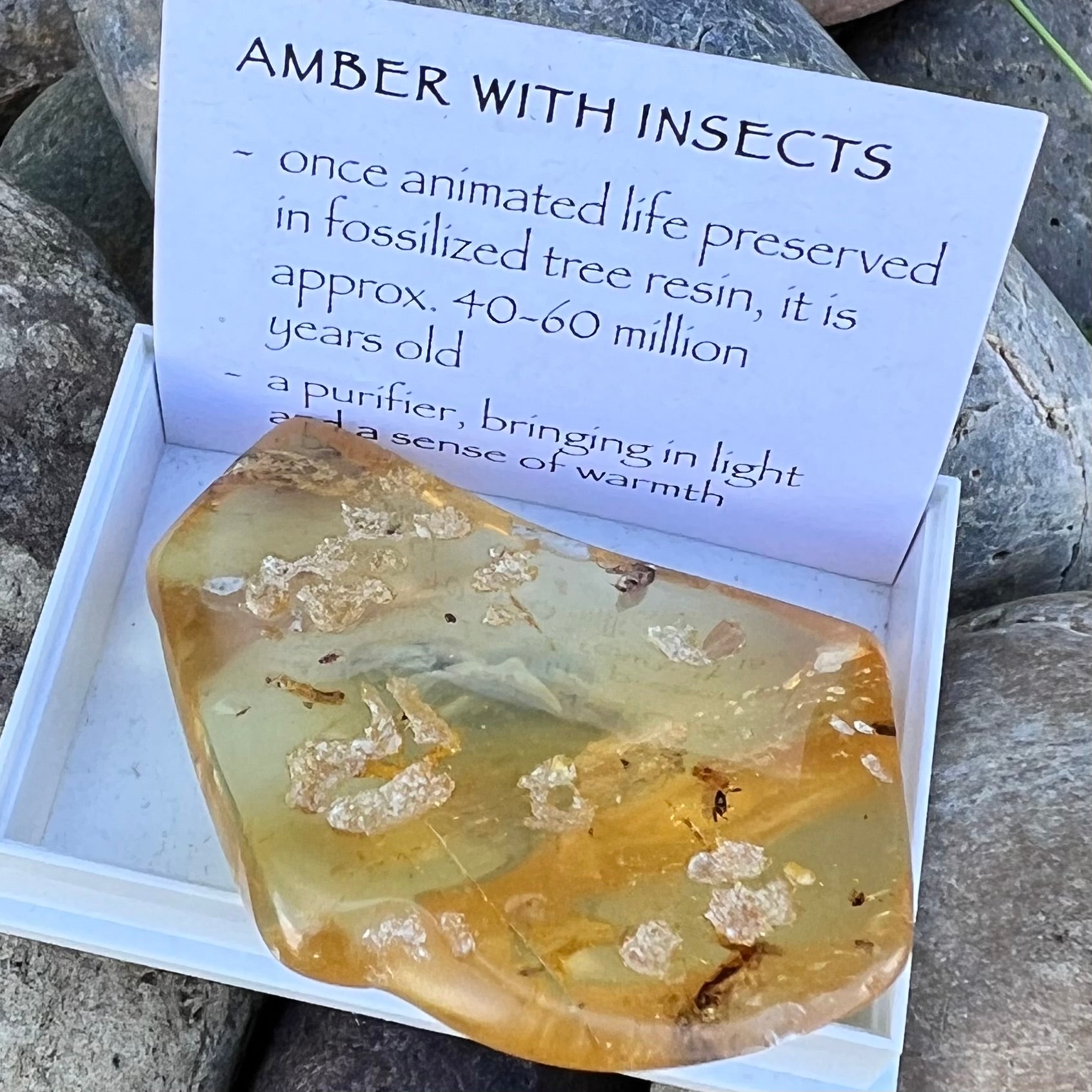 Amber with Insects Specimen ~ Specialty Boxed Crystal