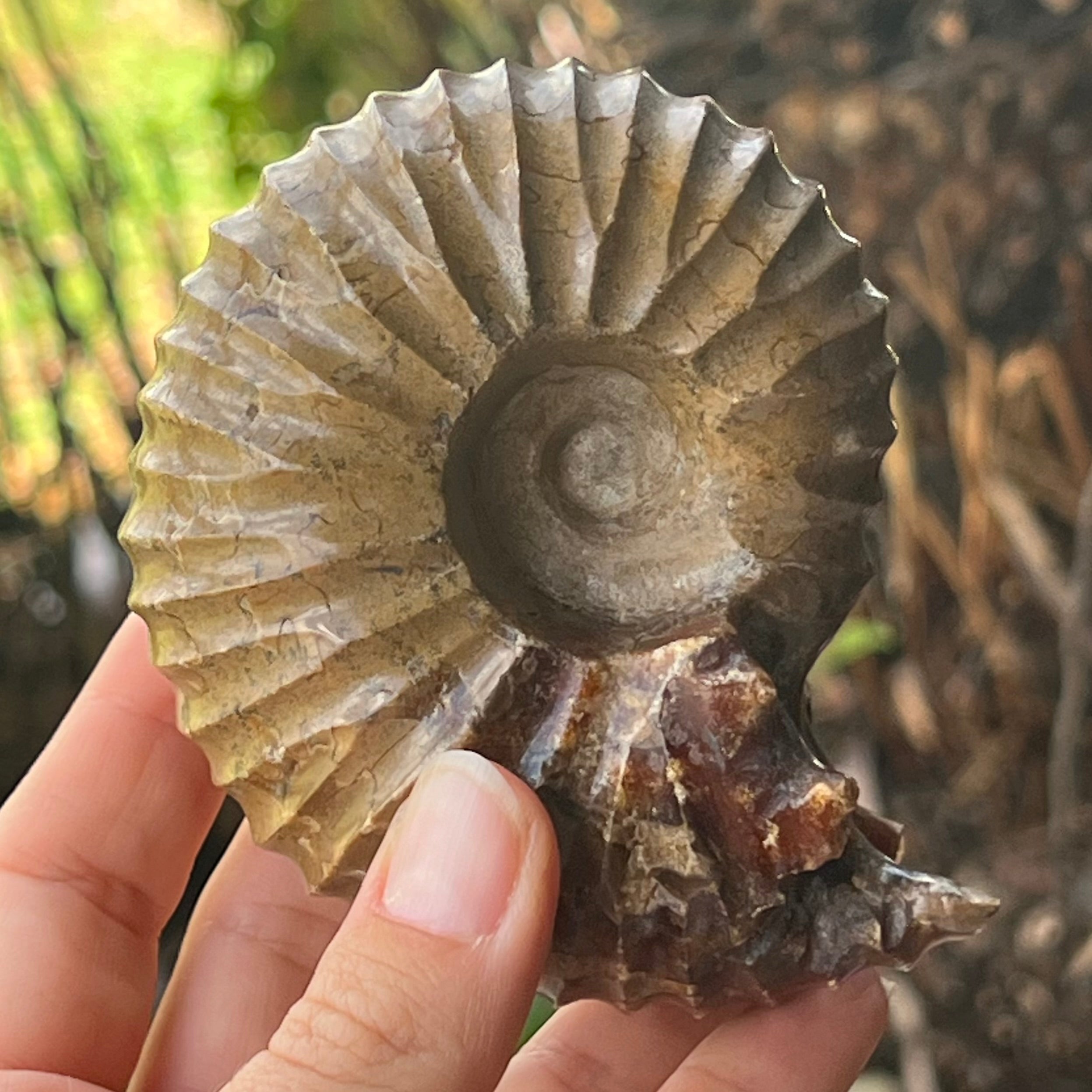 Ammonite Fossil