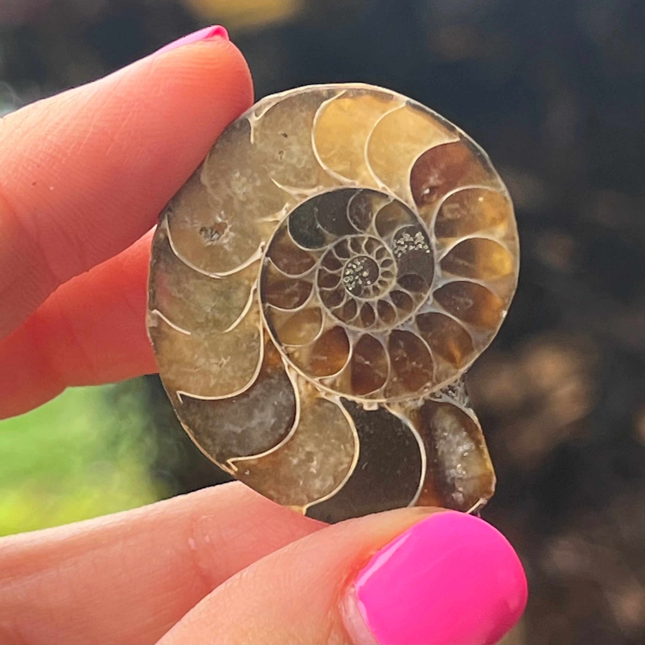 Ammonite Fossil