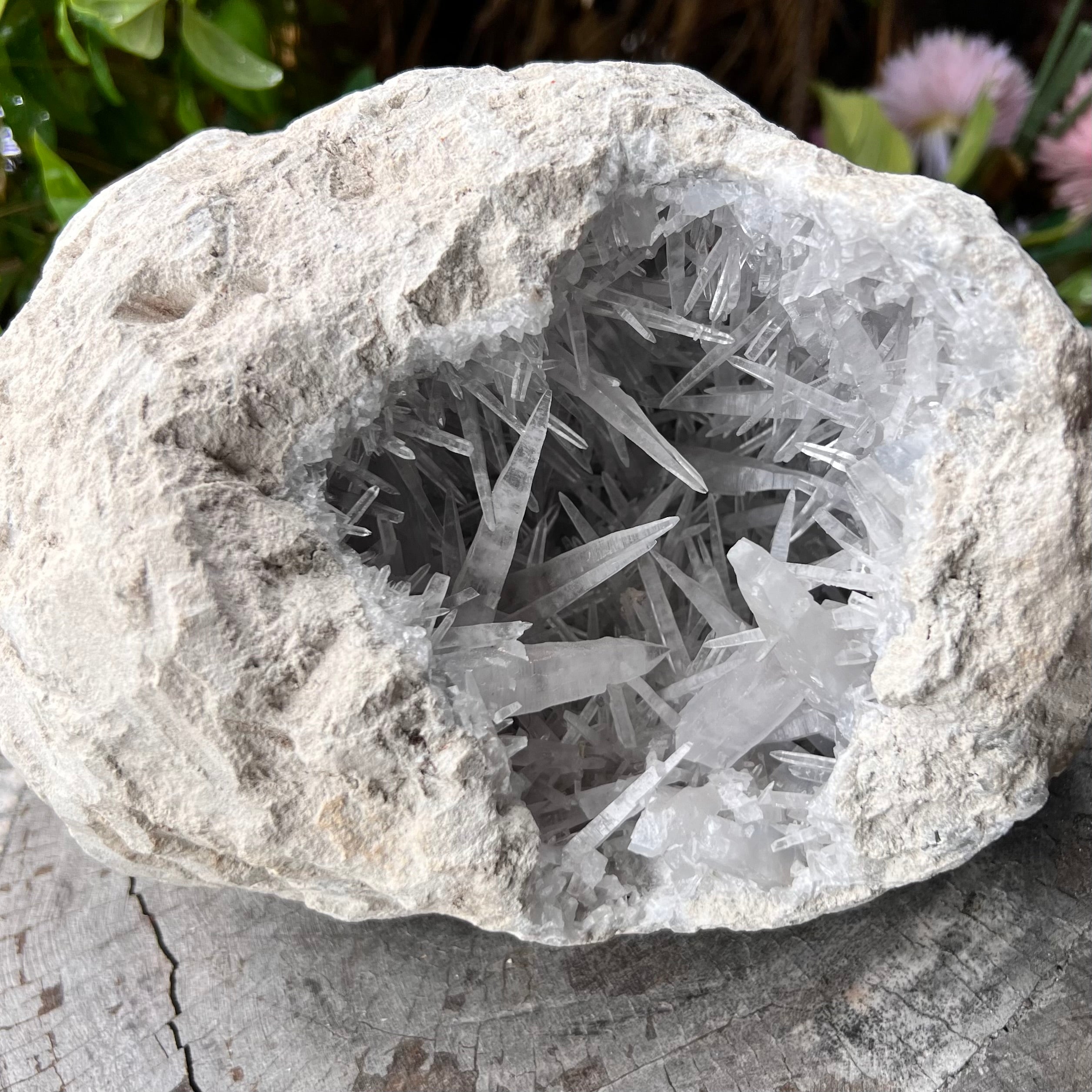 Celestite Dog Tooth Cluster Specimen