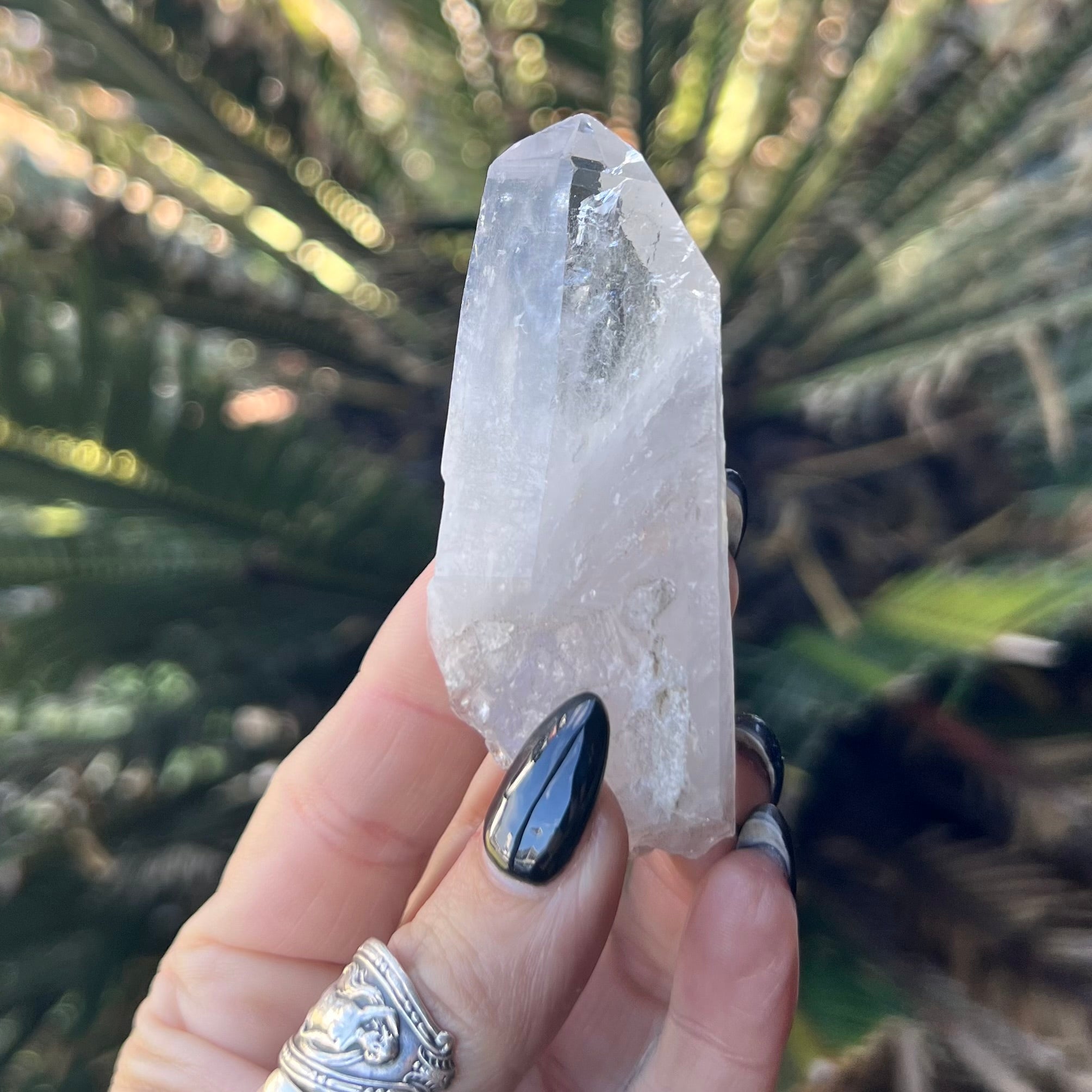 Raw Lumerian Seed Specimen~ Specialty Boxed Crystal