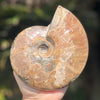 Ammonite Fossil
