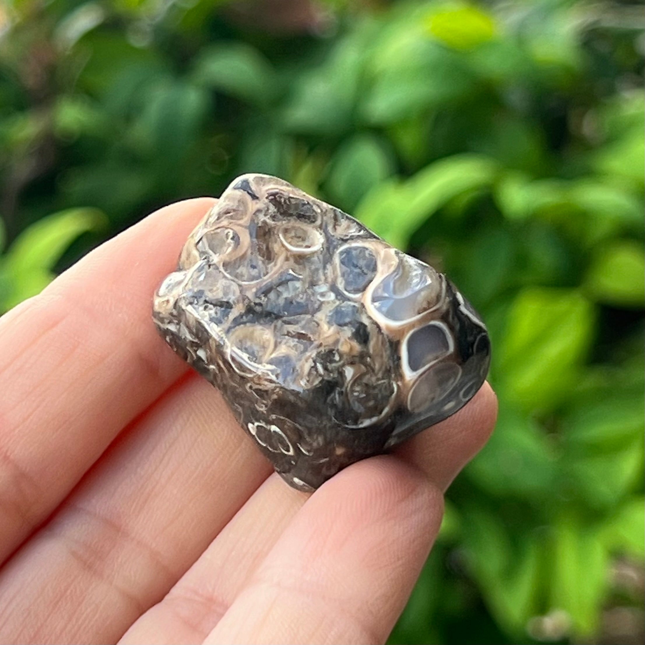 Turtitella Agate~ Specialty Boxed Crystal