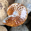 Ammonite Fossil