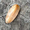 Rutilated Quartz ~ Rare Specialty Crystal
