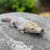 Ocean Jasper ~ Crocodile
