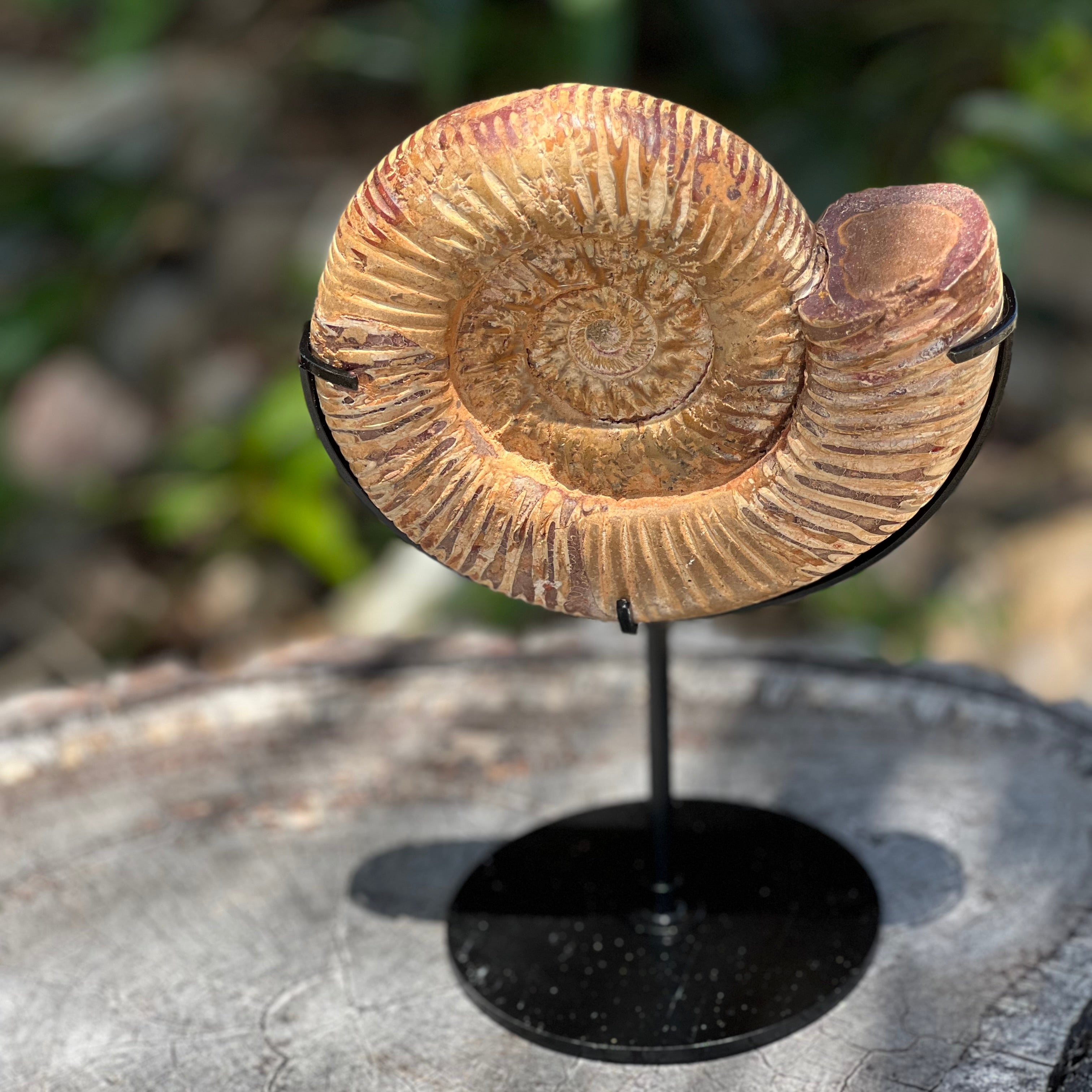 Ammonite Fossil on Stand