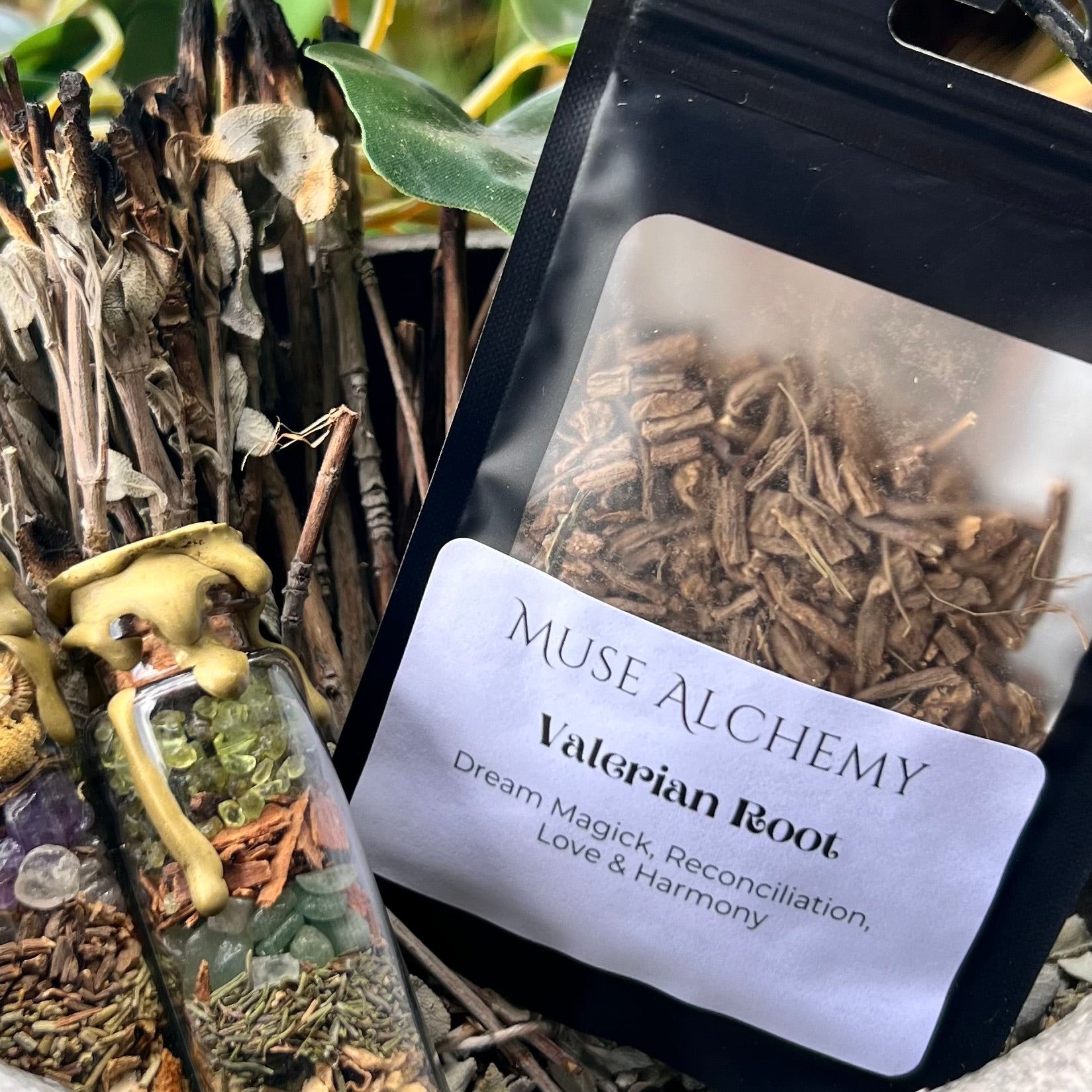 Valerian Root ~ Muse Alchemy Botanicals