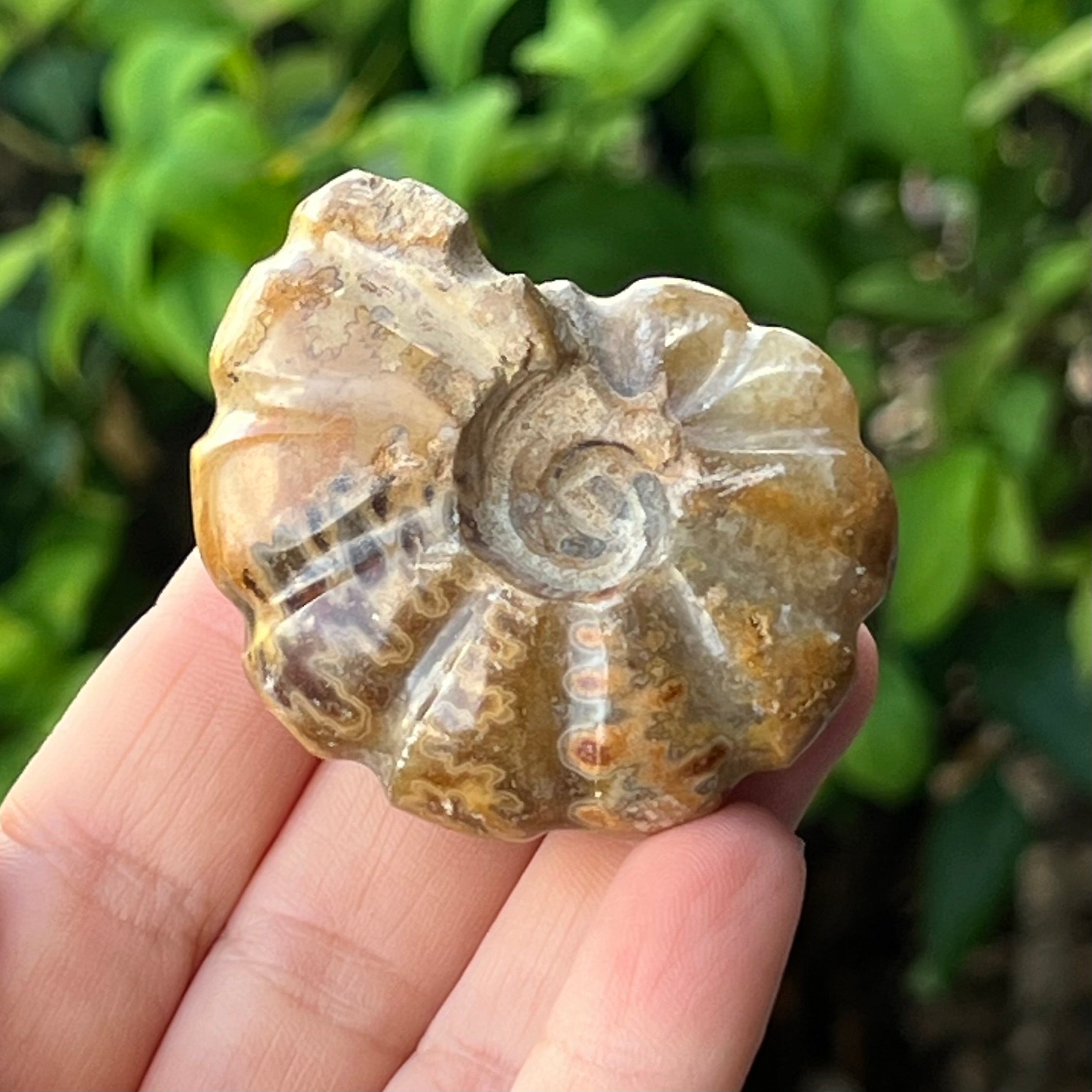 Ammonite Fossil
