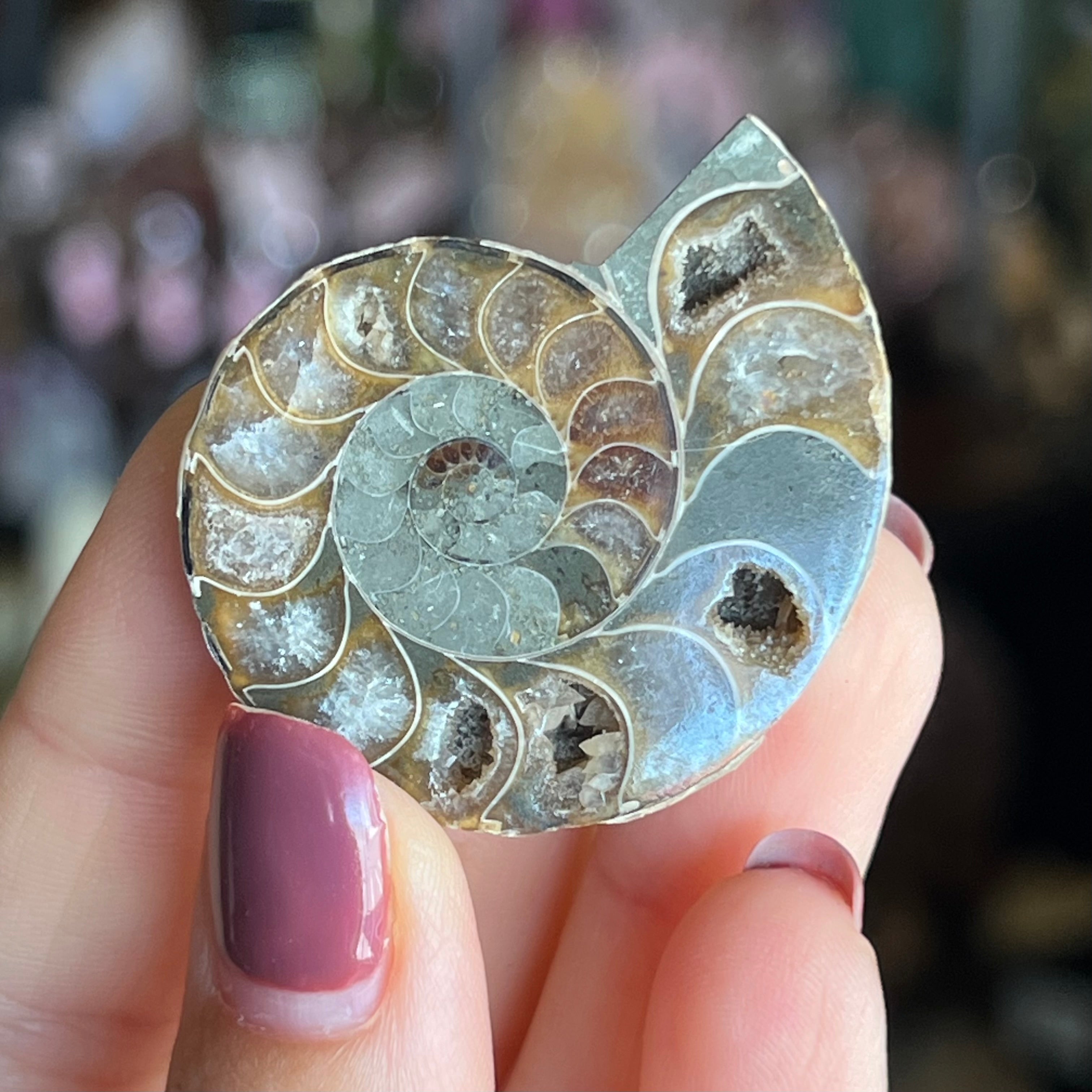 Ammonite Fossil ~ 2
