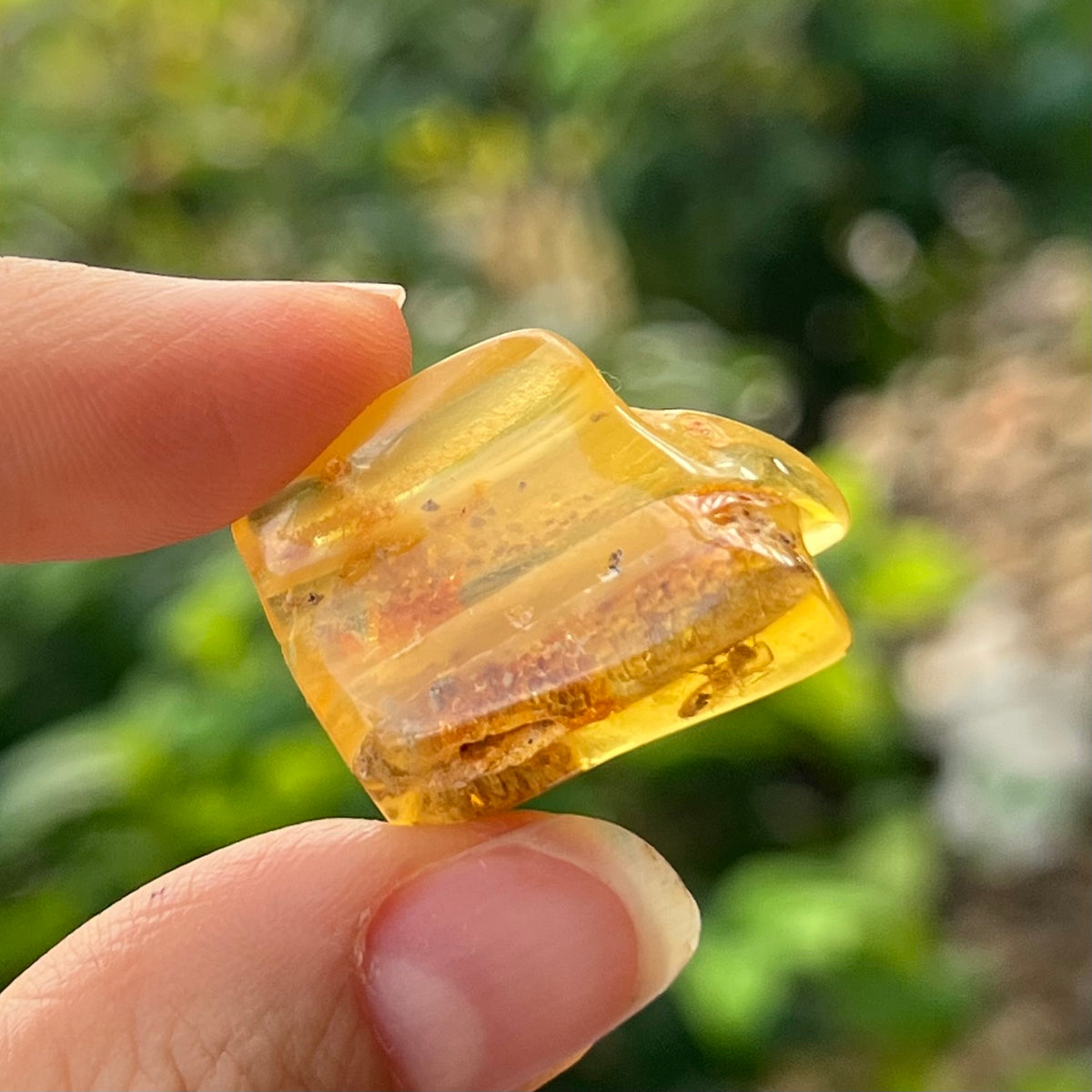 Amber with Insects Specimen ~ Specialty Boxed Crystal