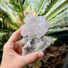 Apophyllite Cluster