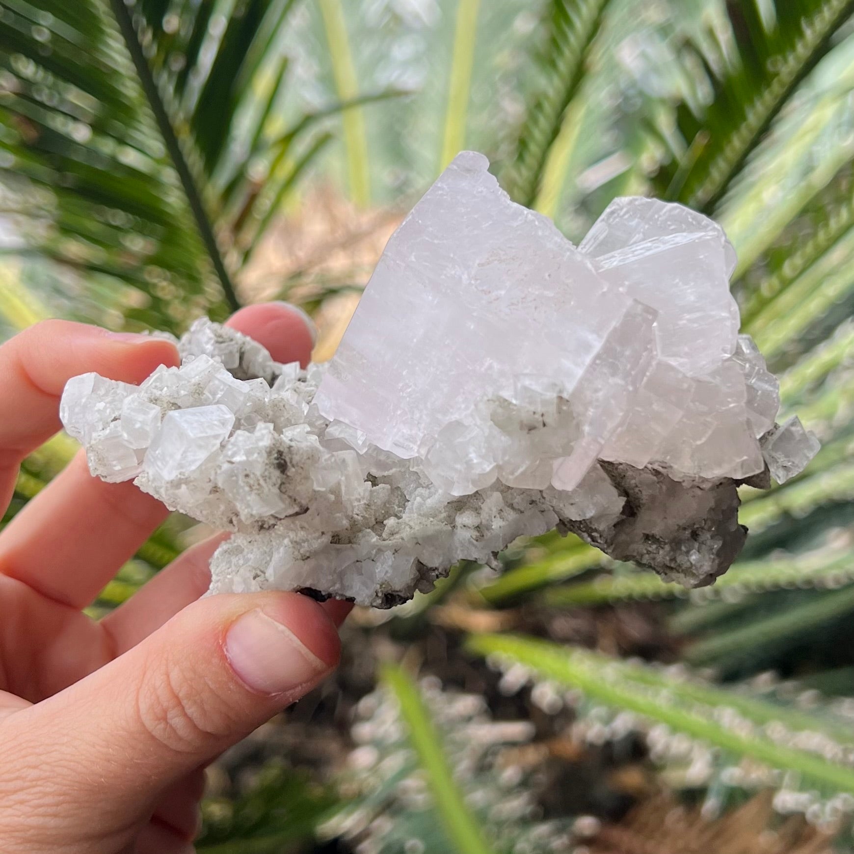 Apophyllite Cluster