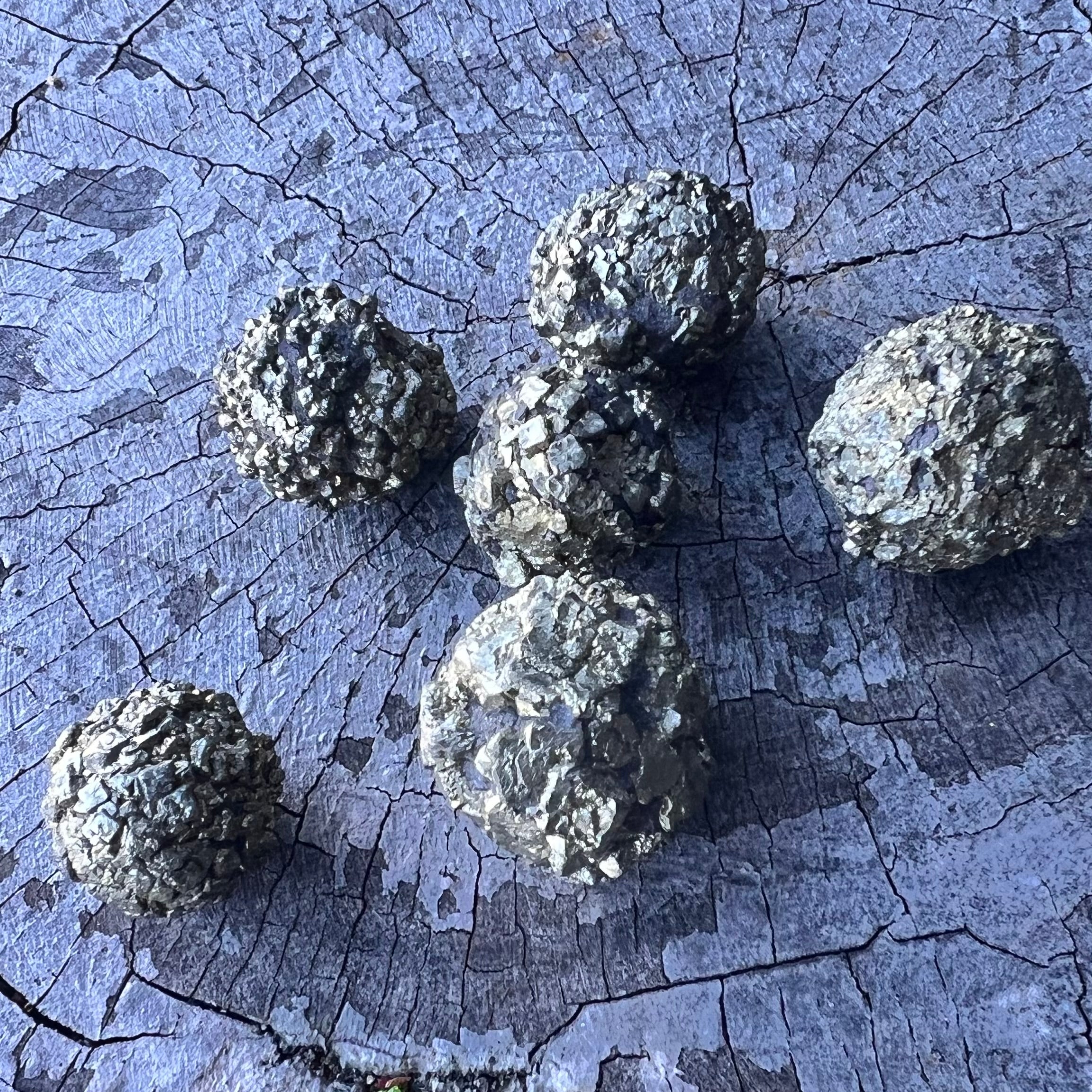 Pyrite on Shungite Specimen
