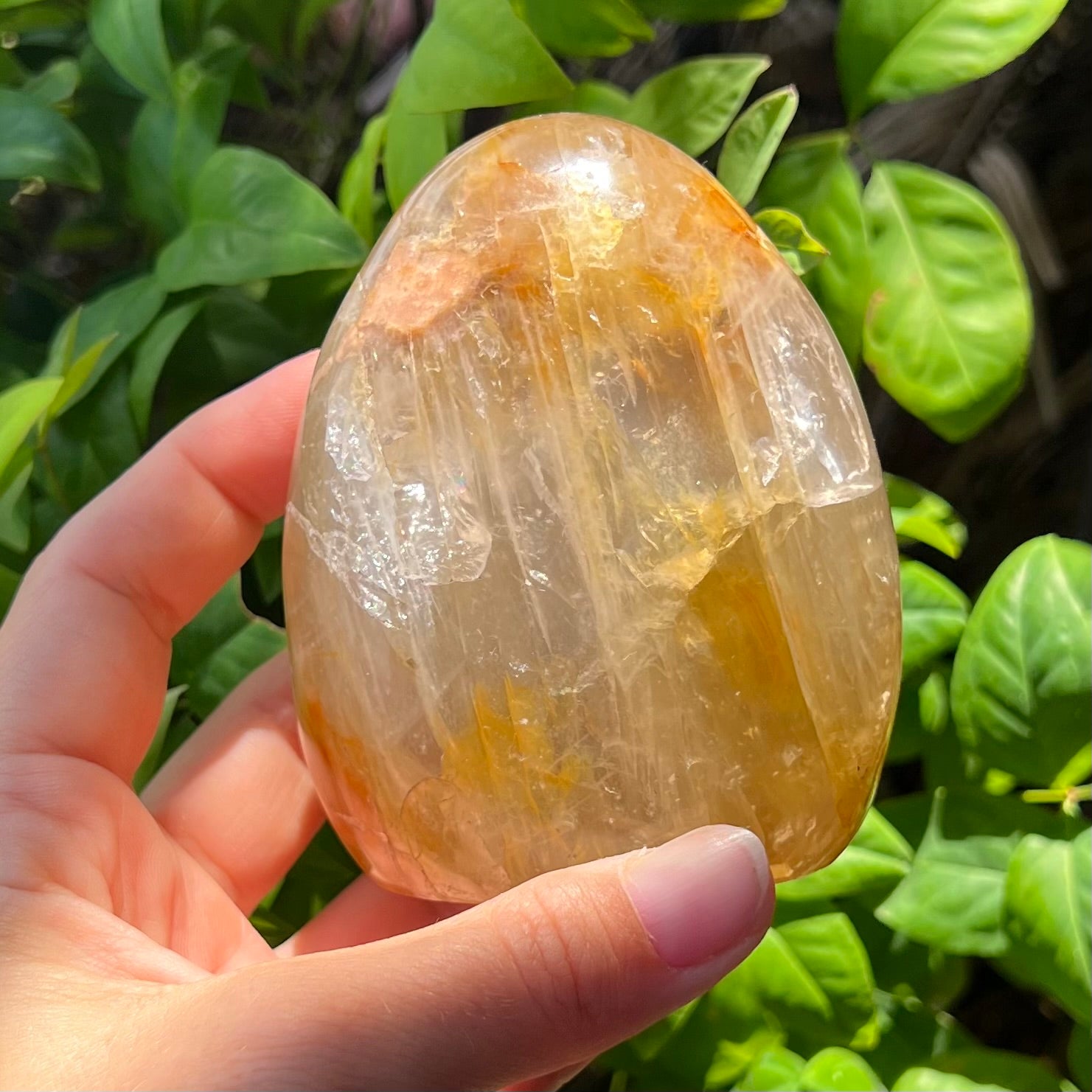 Golden Healer Freeform