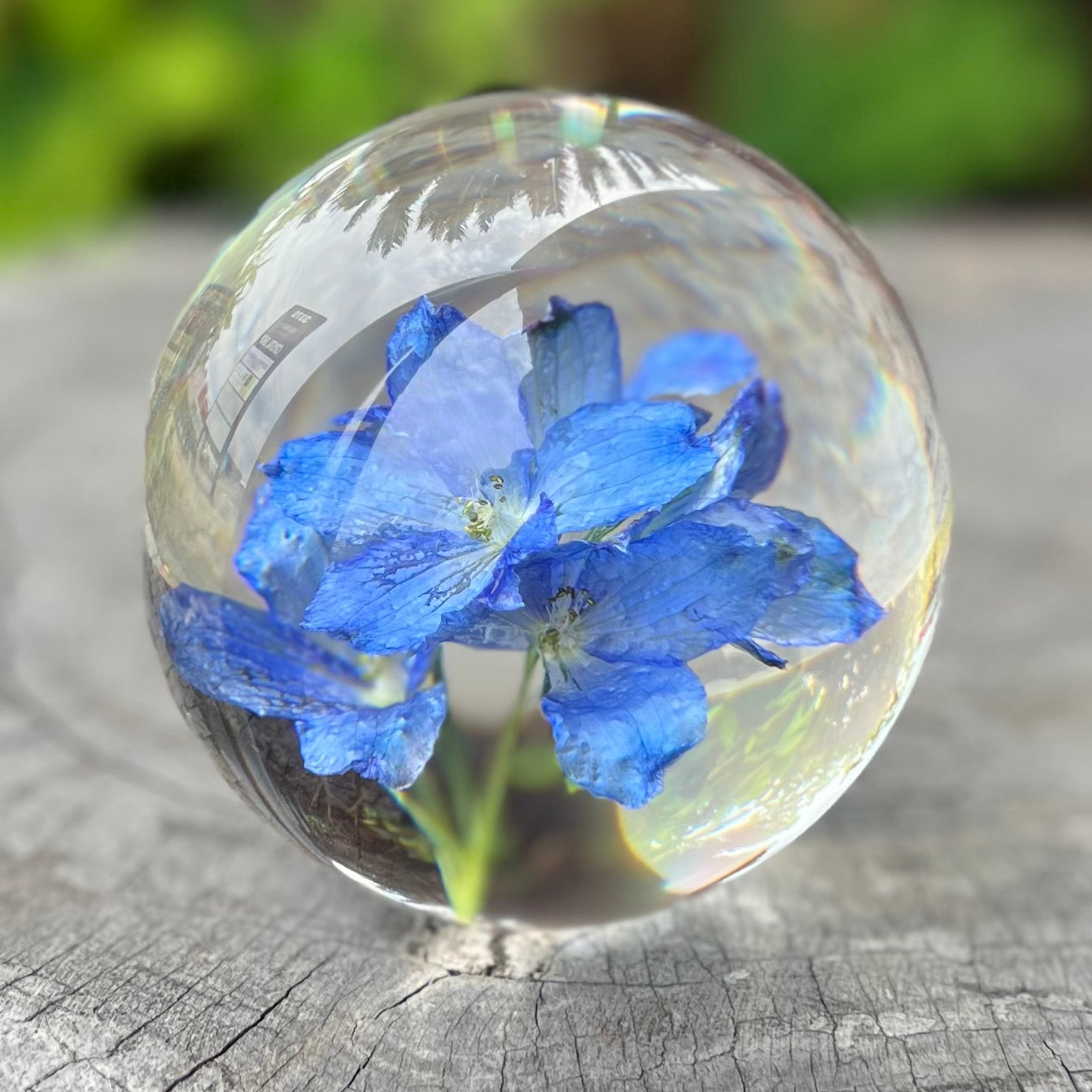 Sphère de fleur éternelle d'hortensia bleu