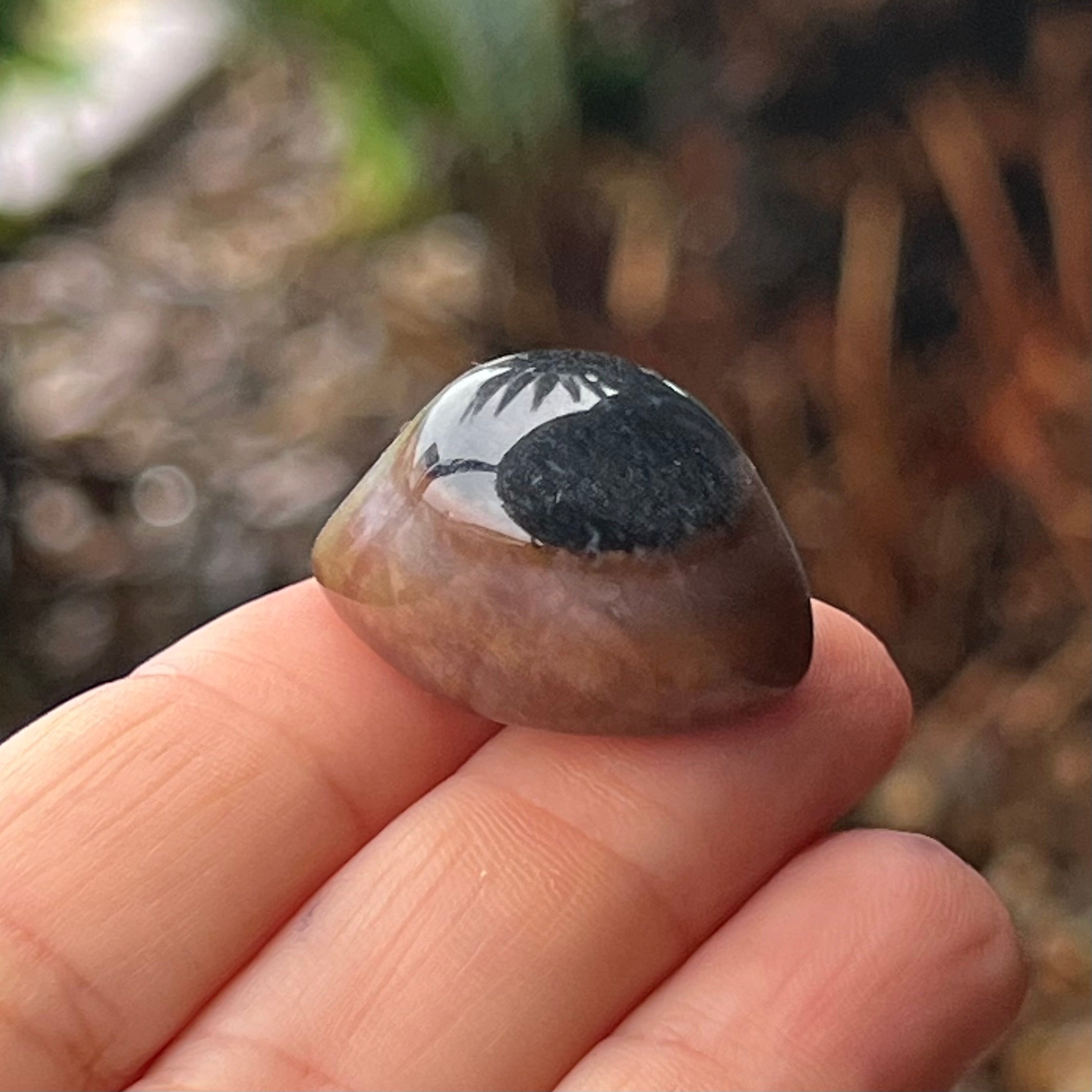 Eye Agate ~ Specialty Boxed Crystal