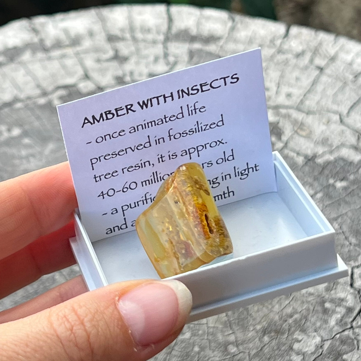 Amber with Insects Specimen ~ Specialty Boxed Crystal