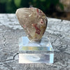 Rutilated Quartz ~ Specialty Boxed Crystal