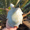 Caribbean Calcite ~  Turtle Carving