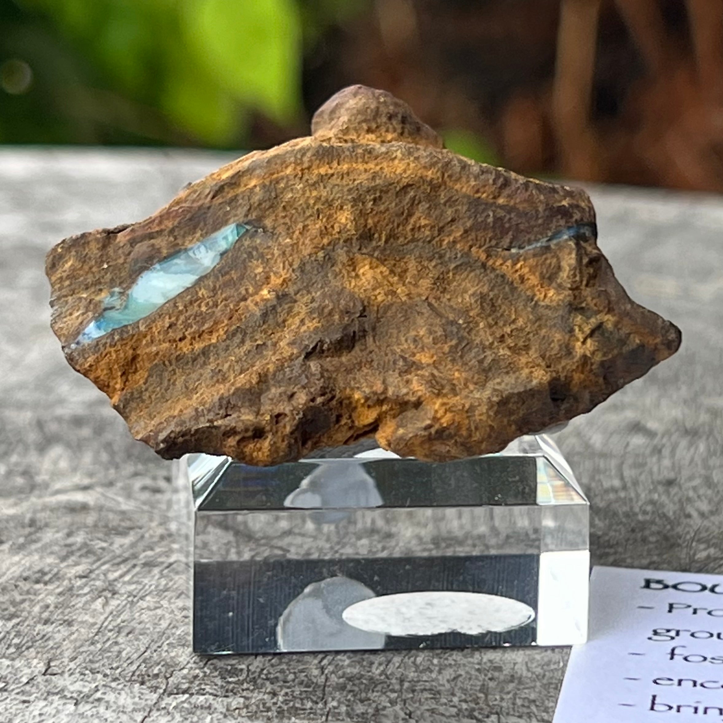 Boulder Opal Specimen ~ Specialty Boxed Crystal