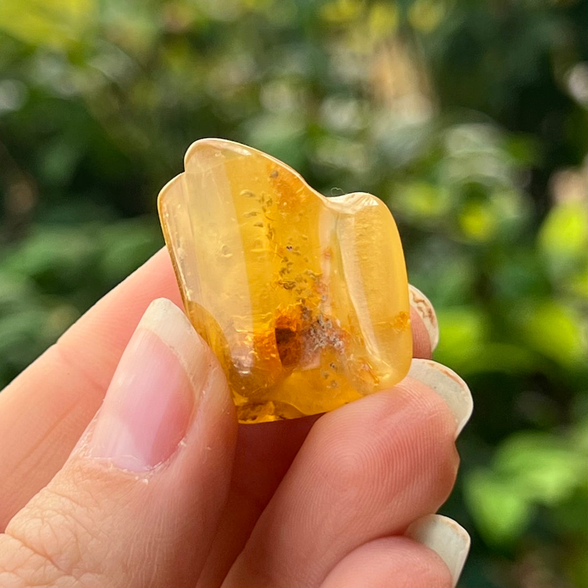 Amber with Insects Specimen ~ Specialty Boxed Crystal