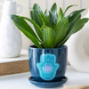 Hamsa Hand Protection ~ Pot Plant