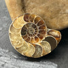 Ammonite Fossil