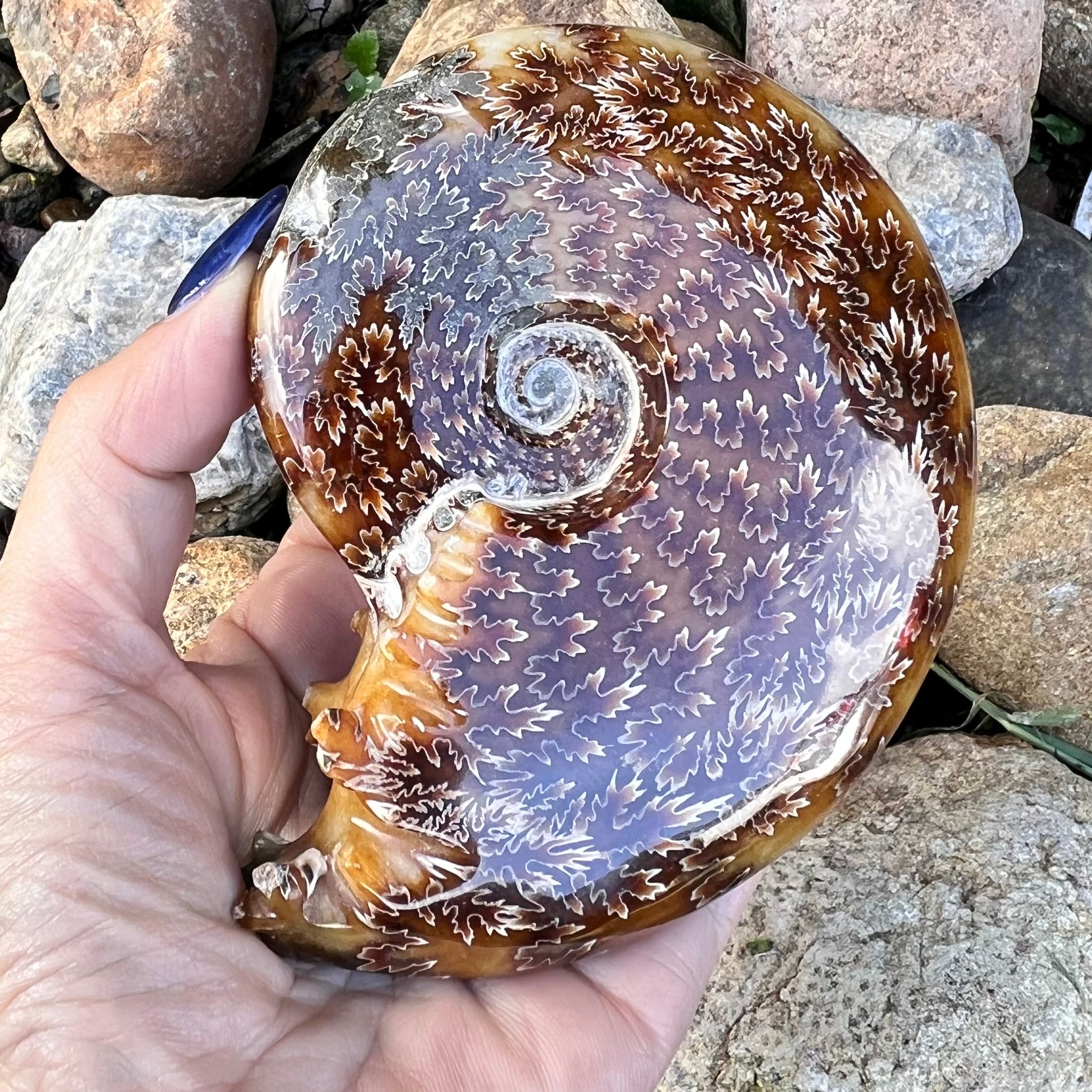 Ammonite Fossil