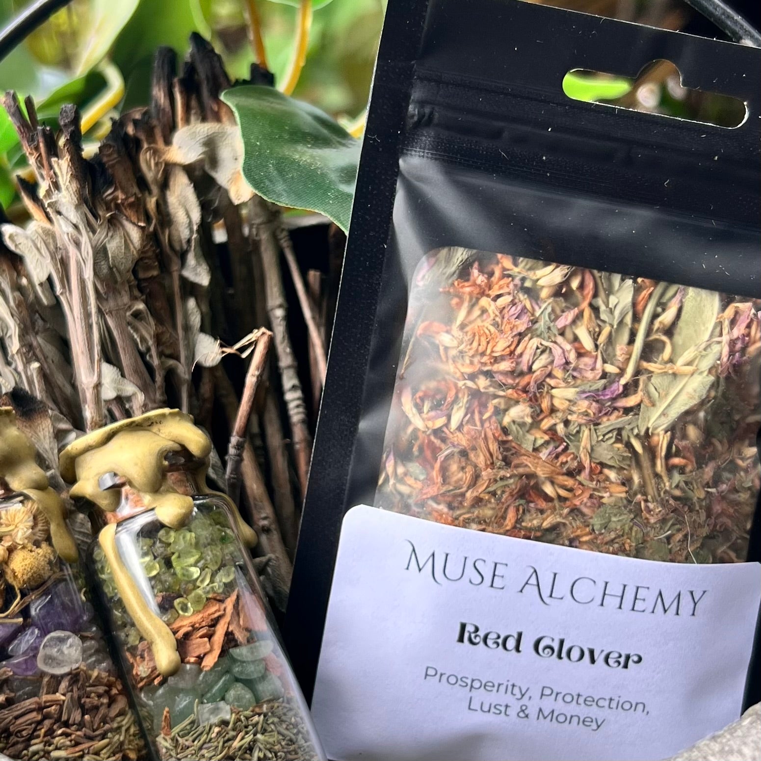 Red Clover ~ Muse Alchemy Botanicals