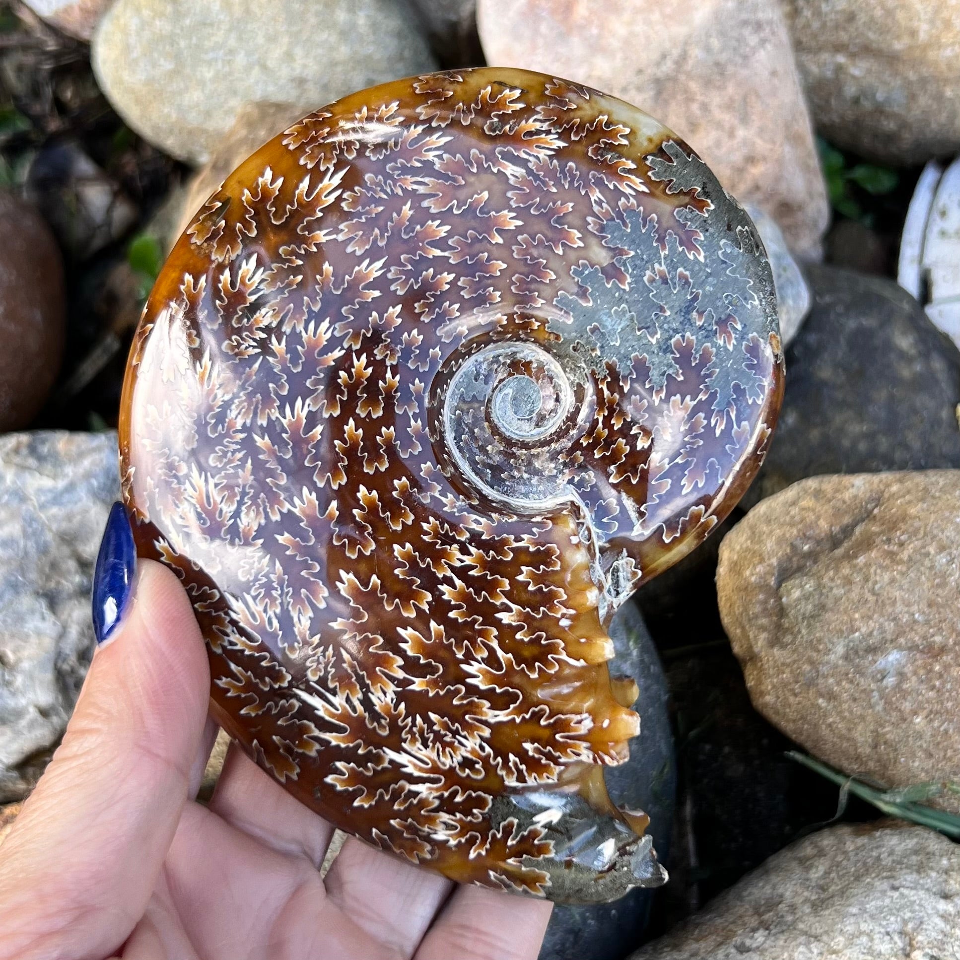 Ammonite Fossil