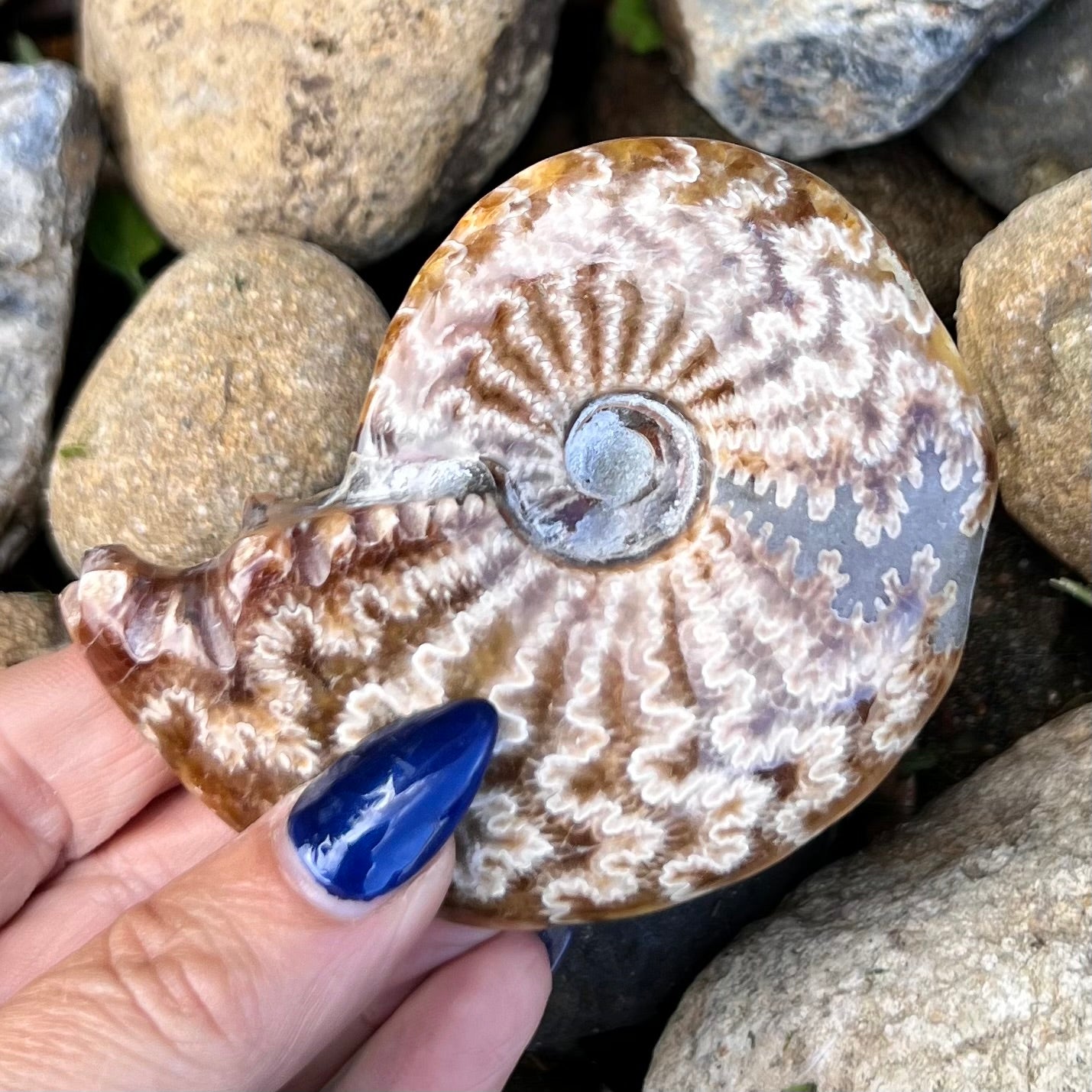 Ammonite Fossil