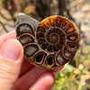 Ammonite Fossil ~ 1