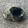 Apache Tears ~ Specialty Crystal