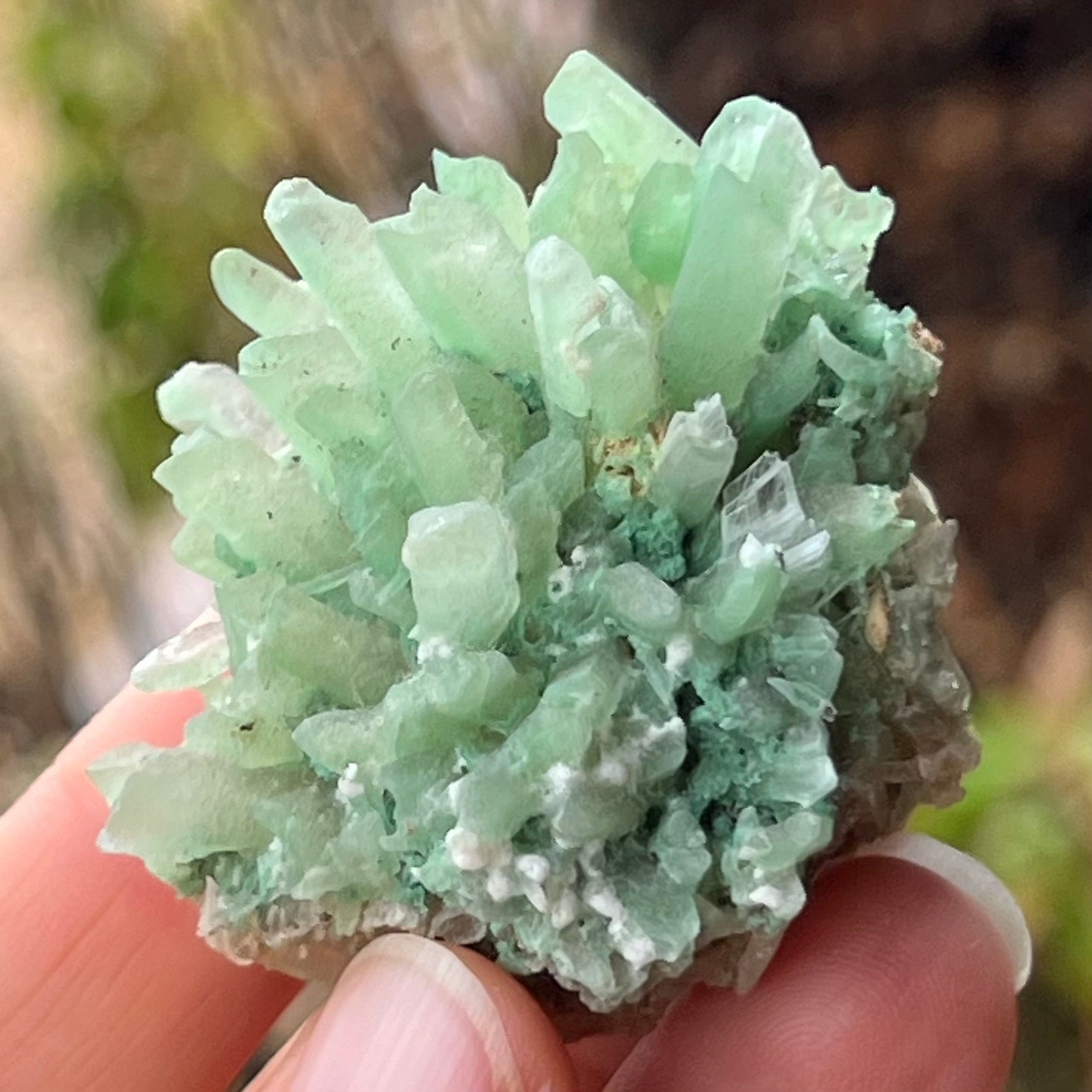 Prehnite ~ Specialty Boxed Crystal