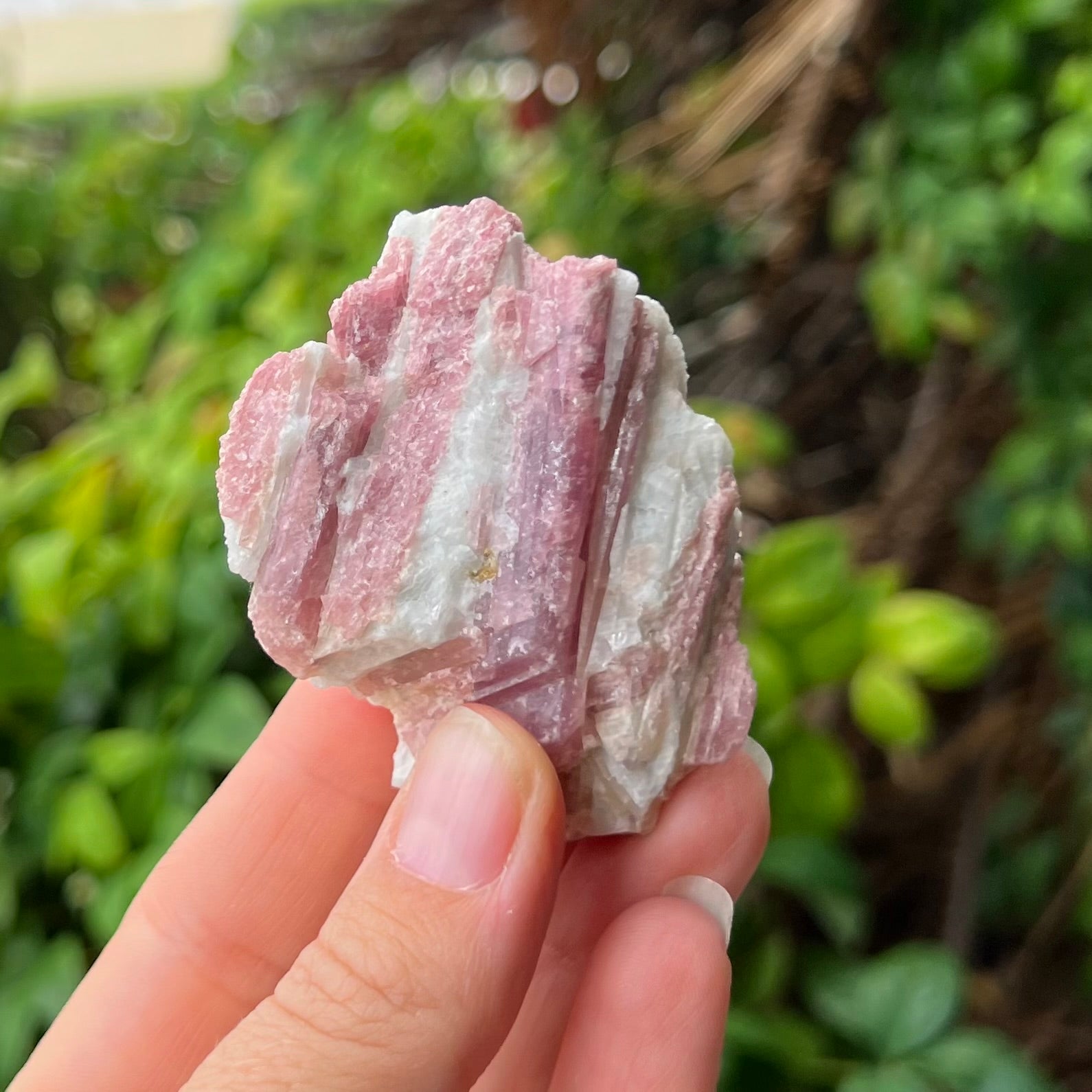 Raw Pink Tourmaline ~ Specialty Crystal
