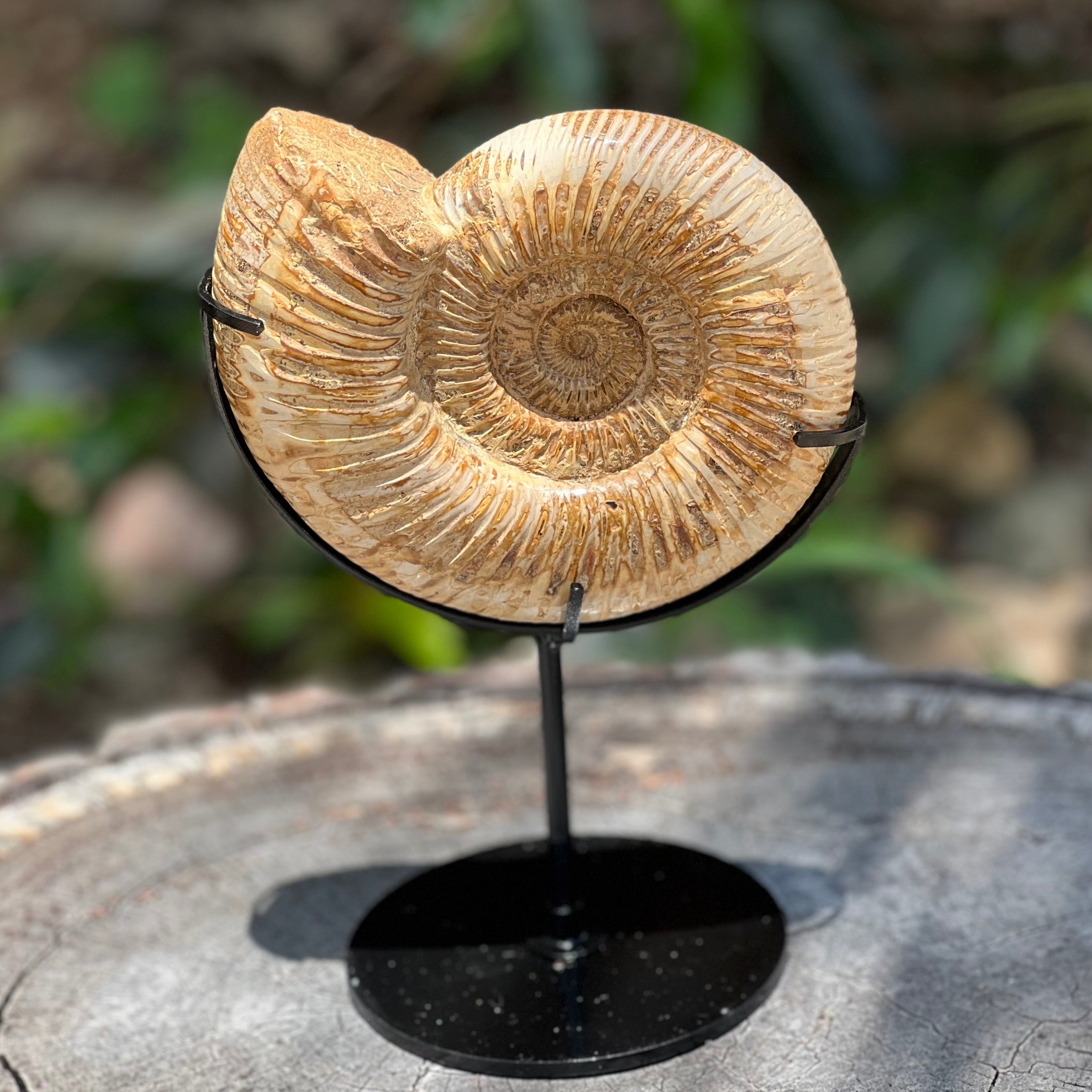 Ammonite Fossil on Stand