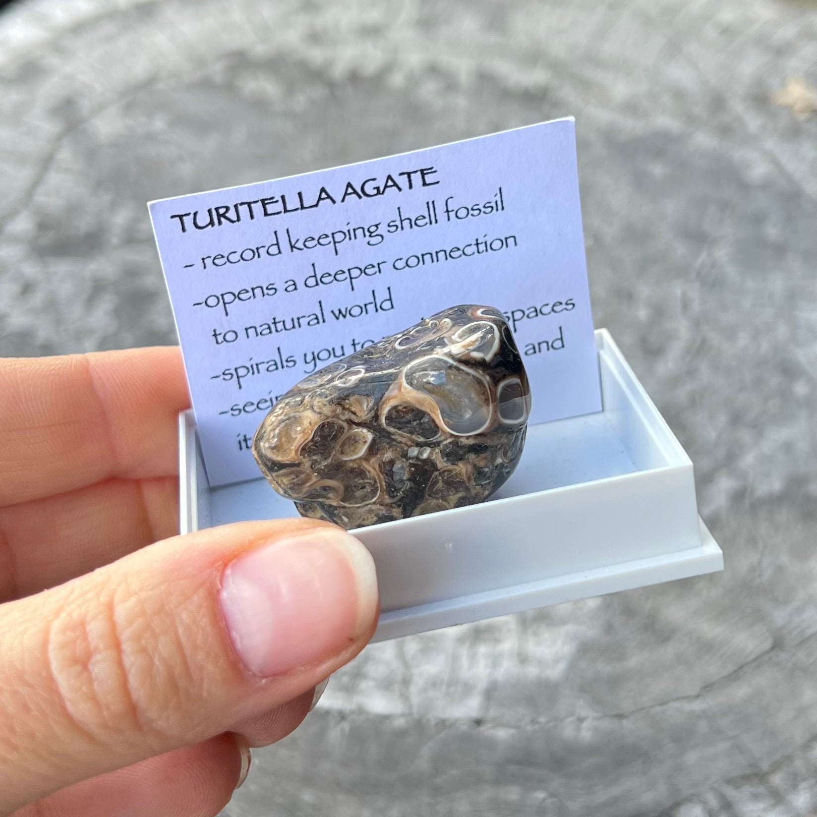 Turtitella Agate~ Specialty Boxed Crystal