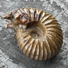 Ammonite Fossil