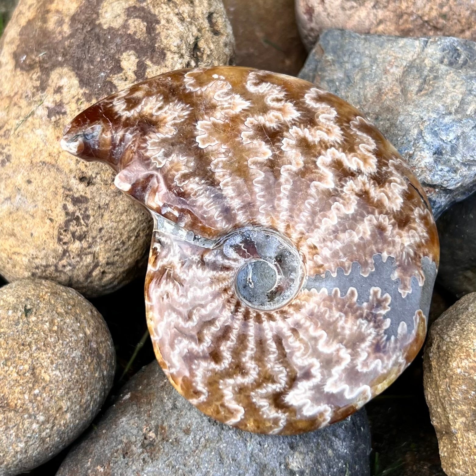 Ammonite Fossil