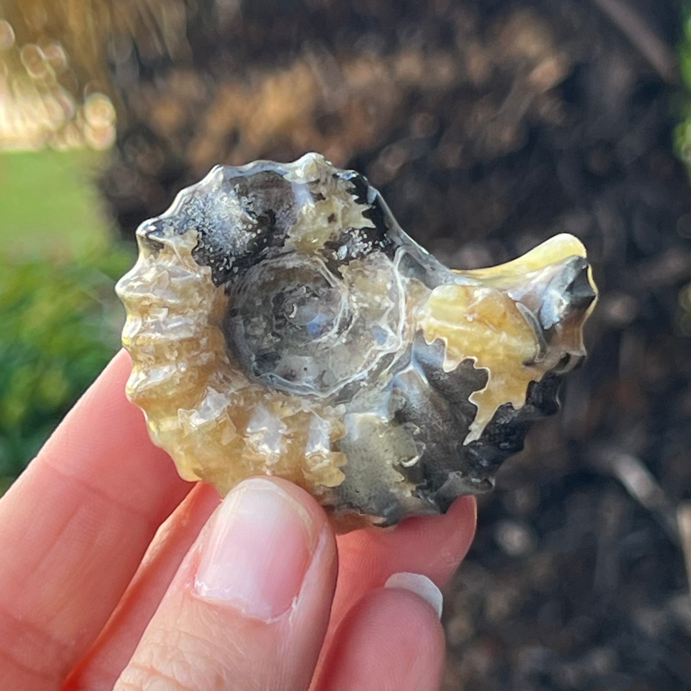 Ammonite Fossil