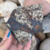 Pyrite in Shungite Specimen