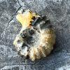 Ammonite Fossil