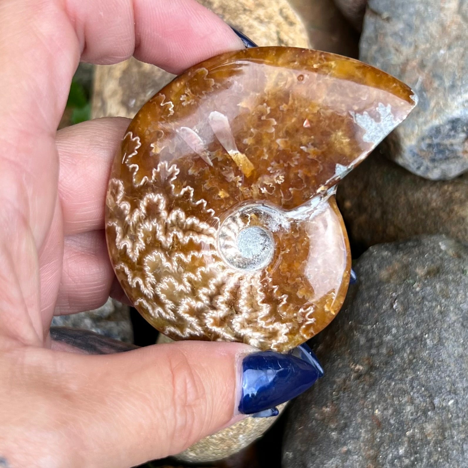 Ammonite Fossil