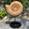 Ammonite Fossil on Stand