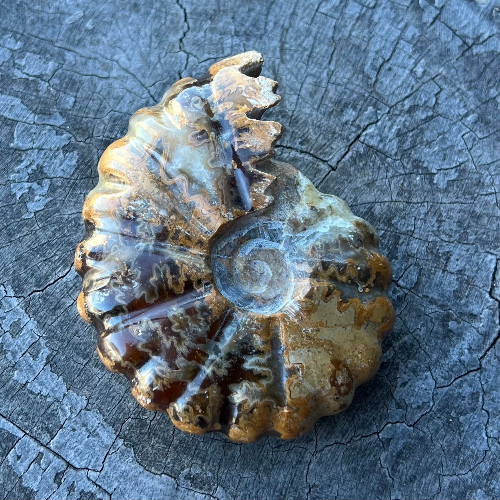Ammonite Fossil