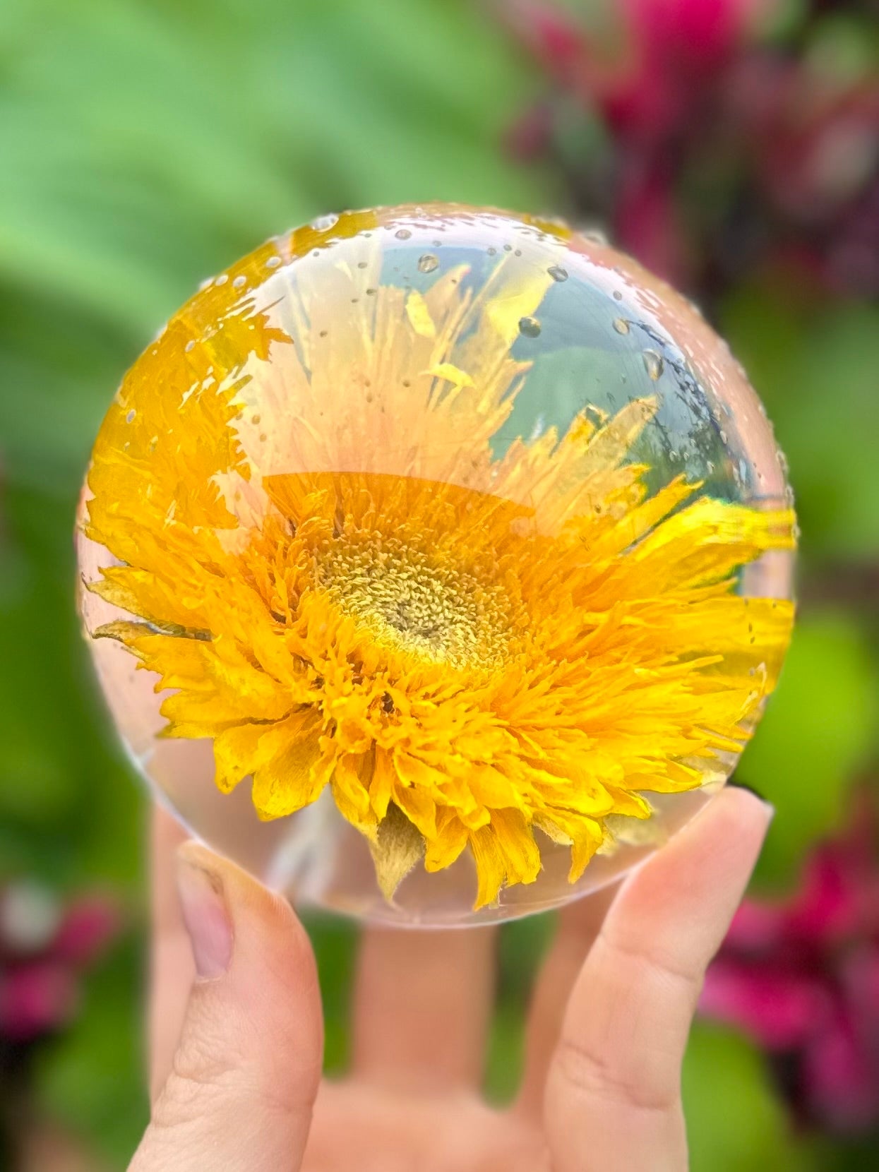 Sunflower Everlasting Flower Sphere