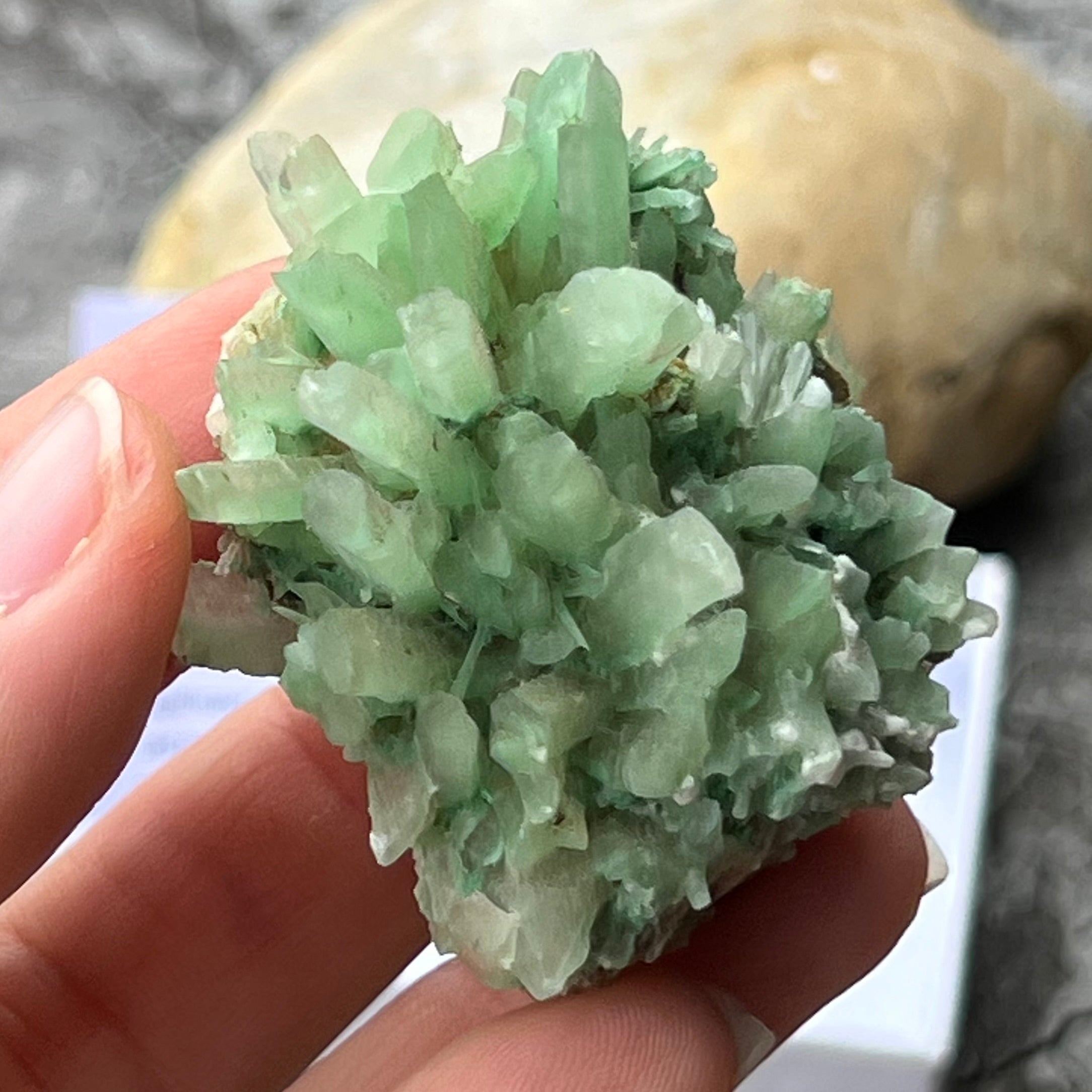 Prehnite ~ Specialty Boxed Crystal